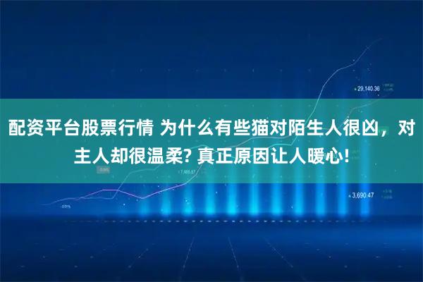 配资平台股票行情 为什么有些猫对陌生人很凶，对主人却很温柔? 真正原因让人暖心!